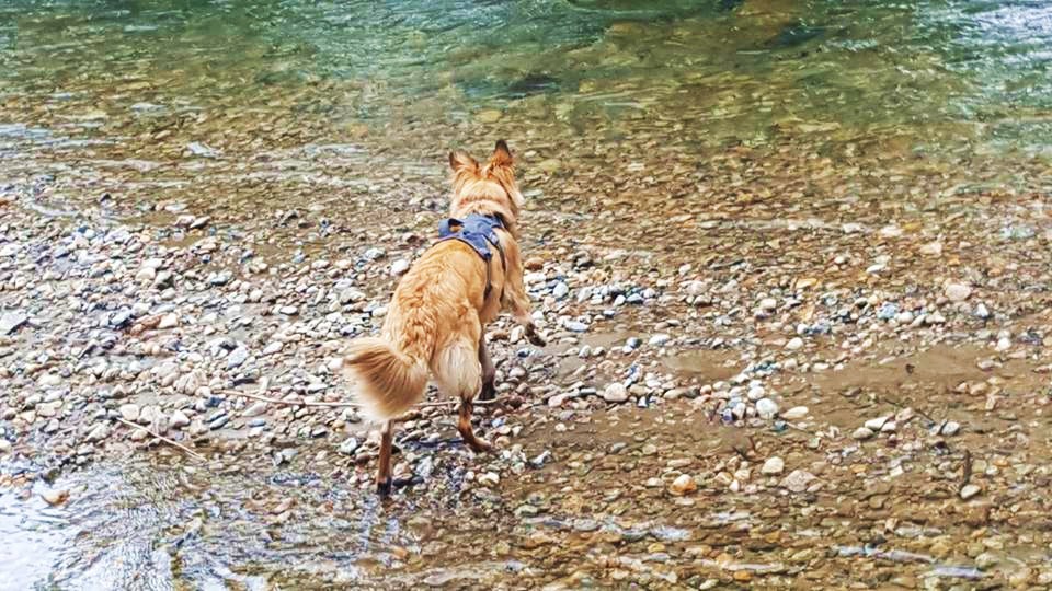 Charlie in Clear Creek