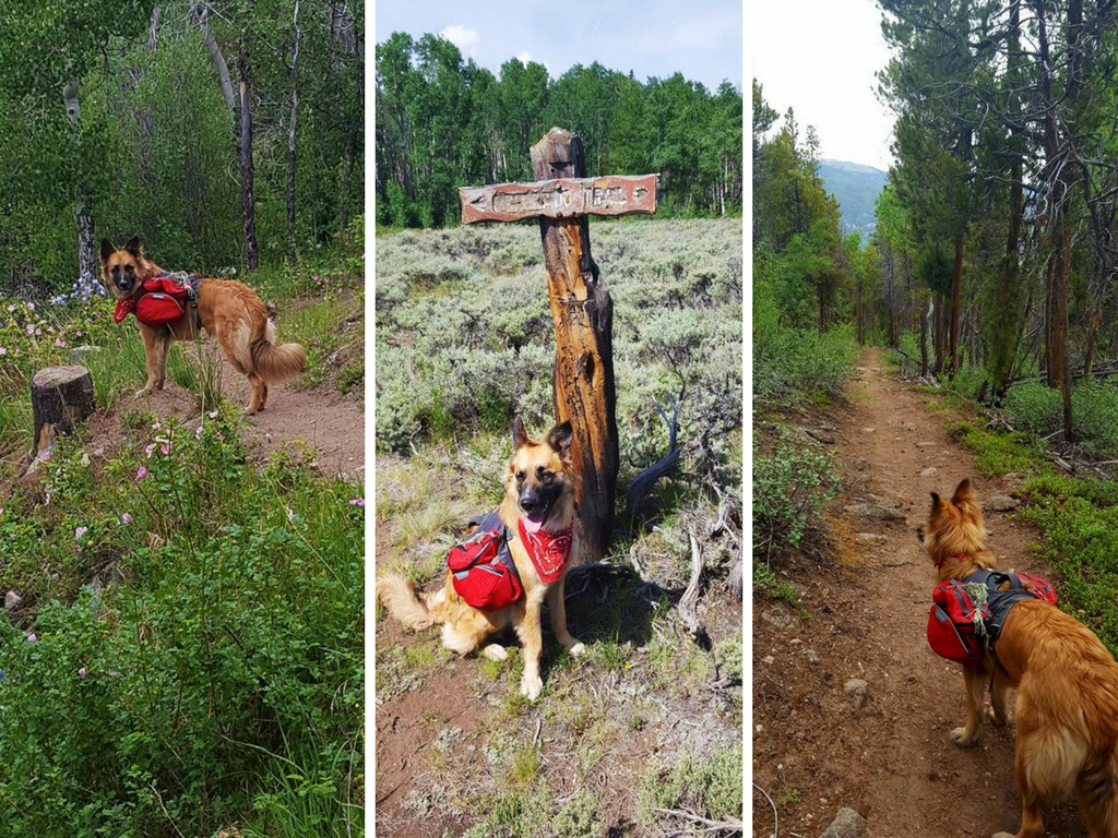 Charlie on the Colorado trail 2016