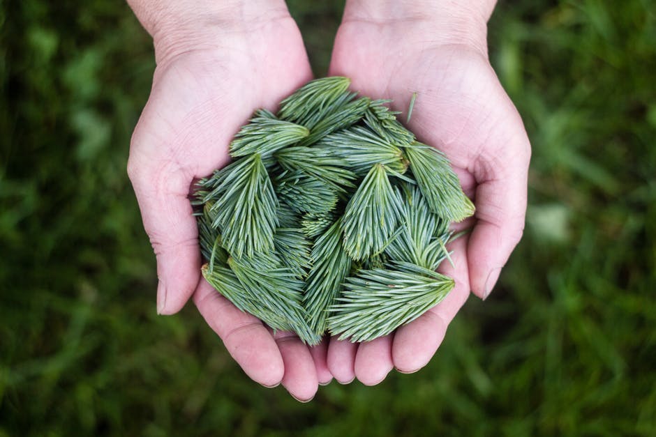 Young Conifer Needles for Tea