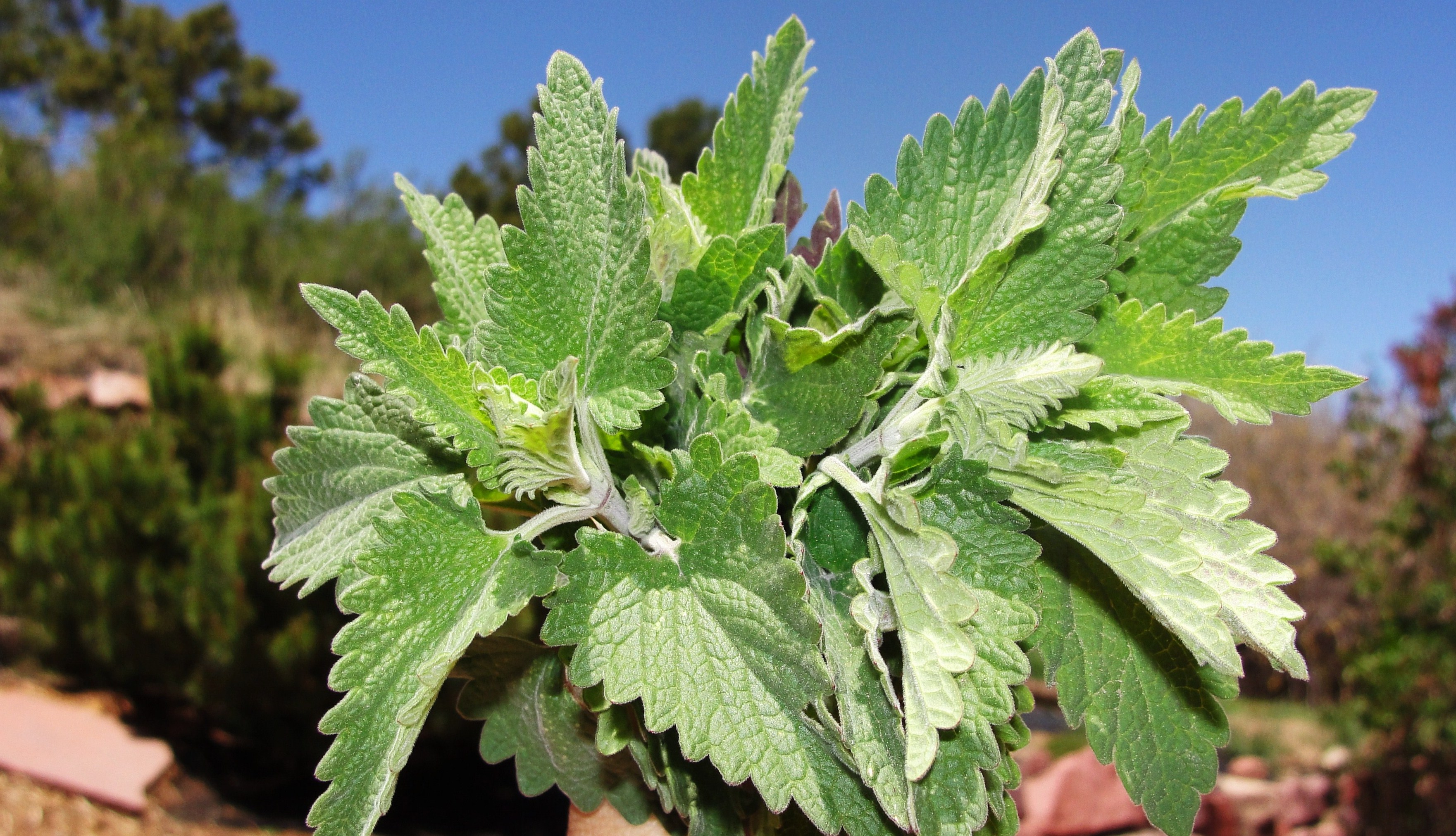 Catnip is an incredible wild herb