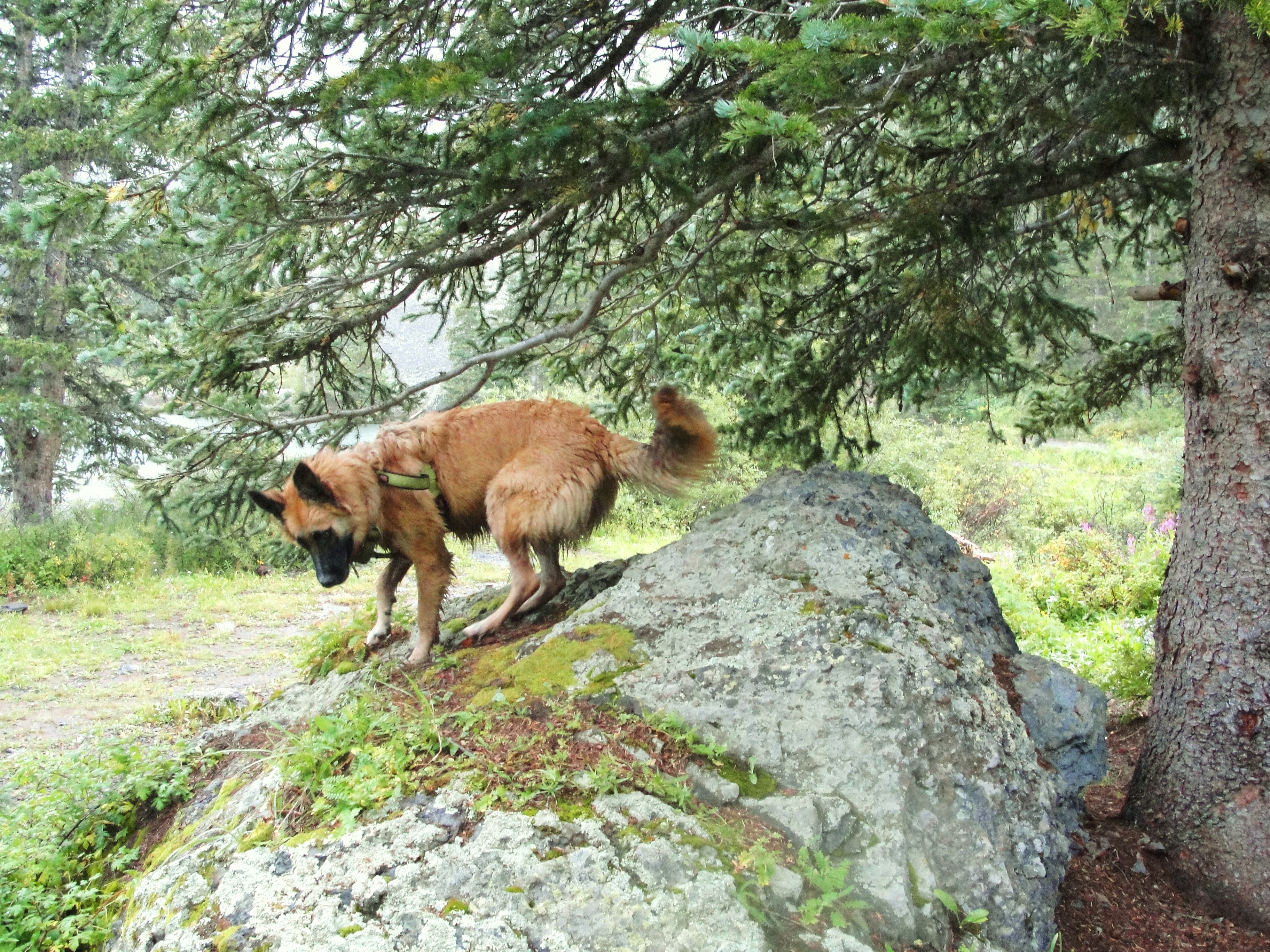 charlie the adventure dog