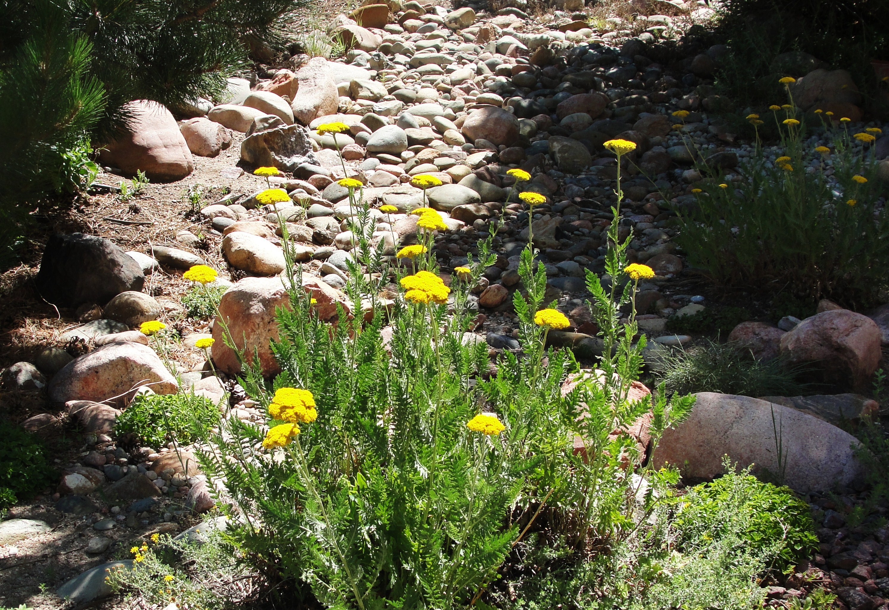 Yarrow, or Achillea is an incredible flowering herb that has long been known for it's incredible medical and gardening applications, read more at www.TheTenaciousCrasis.com