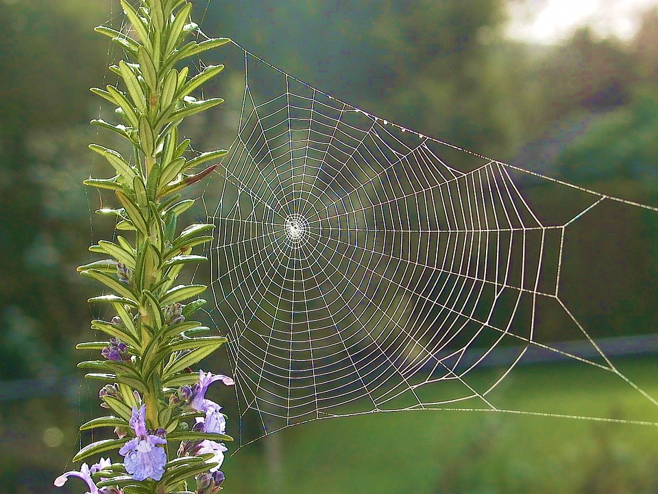 Rosemary is an incredible, beautiful, magical plant. Read about it's history and learn how to succesfully grown your own!